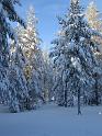 028 Talviaurinko